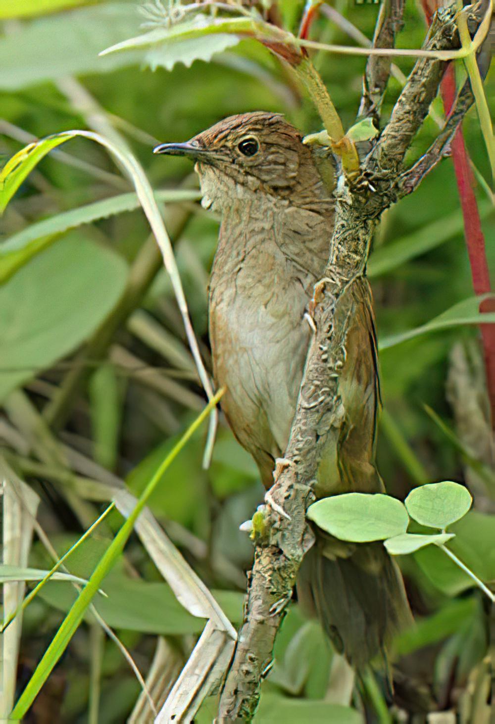 四川短翅莺 / Sichuan Bush Warbler / Locustella chengi