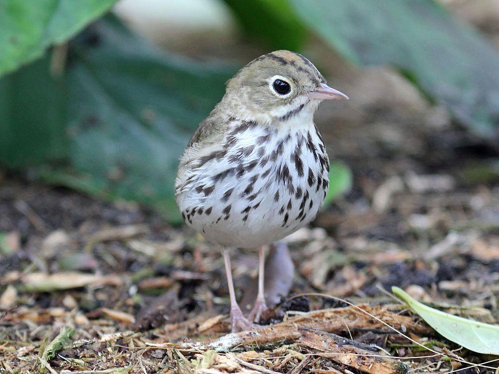 橙顶灶莺 / Ovenbird / Seiurus aurocapilla