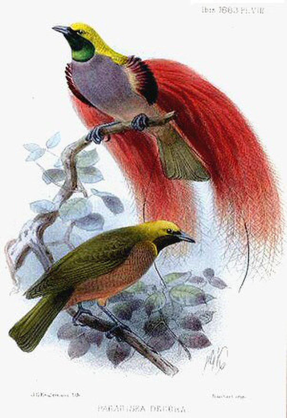 戈氏极乐鸟 / Goldie\'s Bird-of-paradise / Paradisaea decora