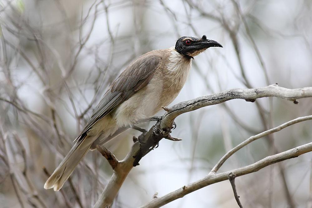 噪吮蜜鸟 / Noisy Friarbird / Philemon corniculatus