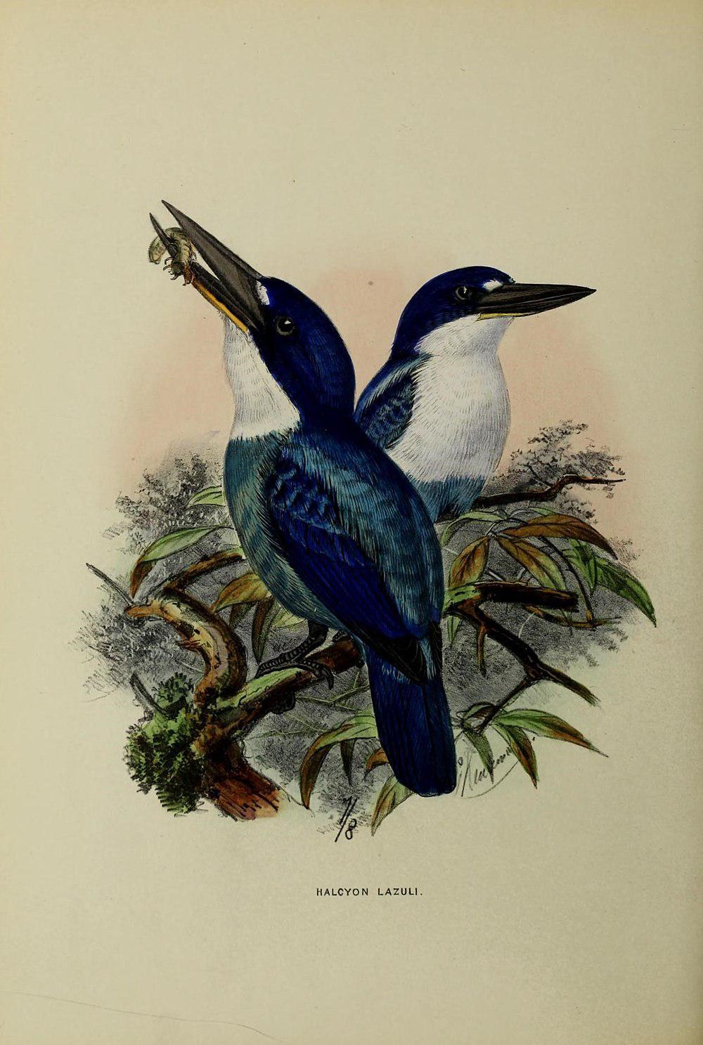 南摩鹿加翡翠 / Lazuli Kingfisher / Todiramphus lazuli