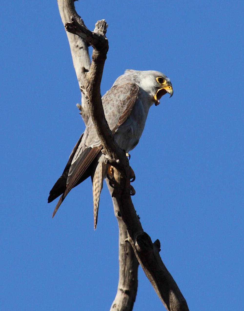 澳洲灰隼 / Grey Falcon / Falco hypoleucos