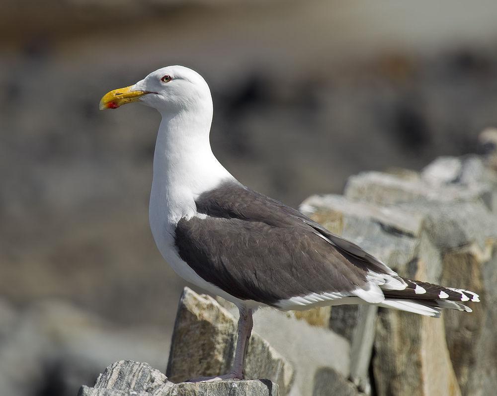 大黑背鸥 / Great Black-backed Gull / Larus marinus