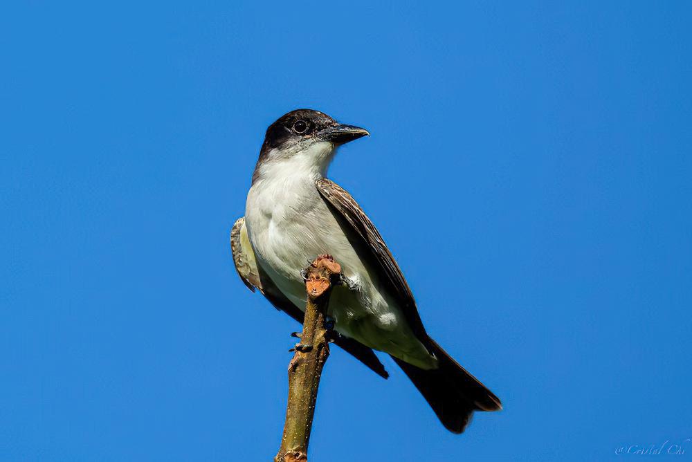 巨王霸鹟 / Giant Kingbird / Tyrannus cubensis