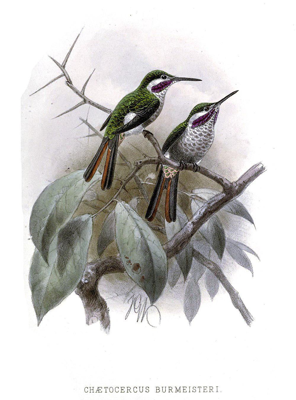 细尾林星蜂鸟 / Slender-tailed Woodstar / Microstilbon burmeisteri