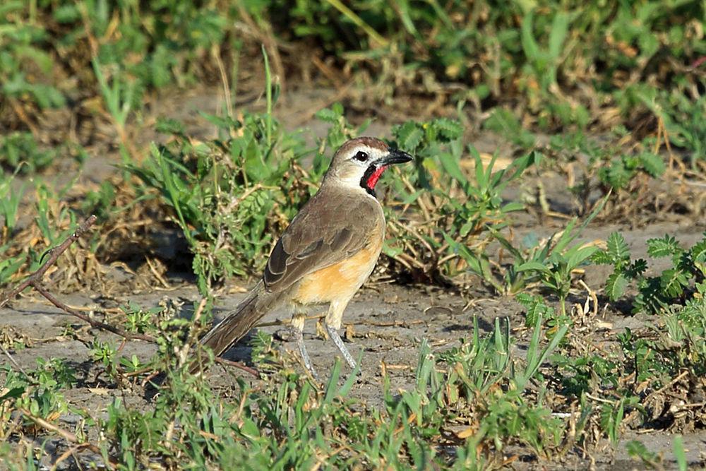 粉斑丛鵙 / Rosy-patched Bushshrike / Telophorus cruentus