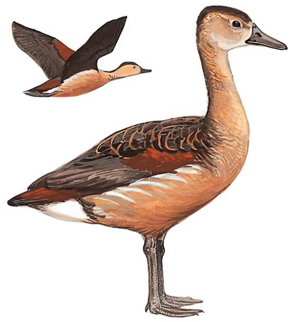 栗树鸭 / Lesser Whistling Duck / Dendrocygna javanica