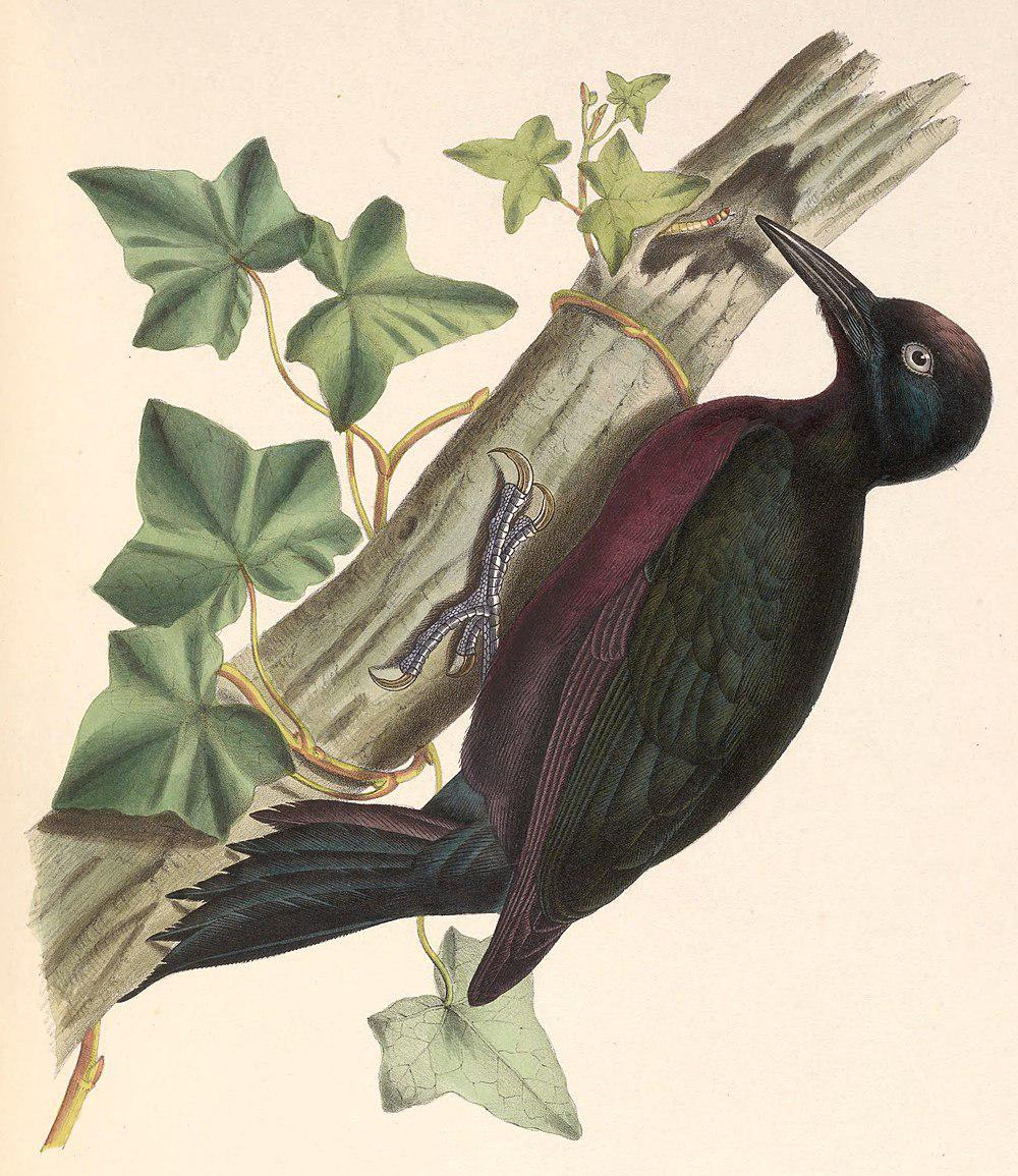 瓜岛啄木鸟 / Guadeloupe Woodpecker / Melanerpes herminieri