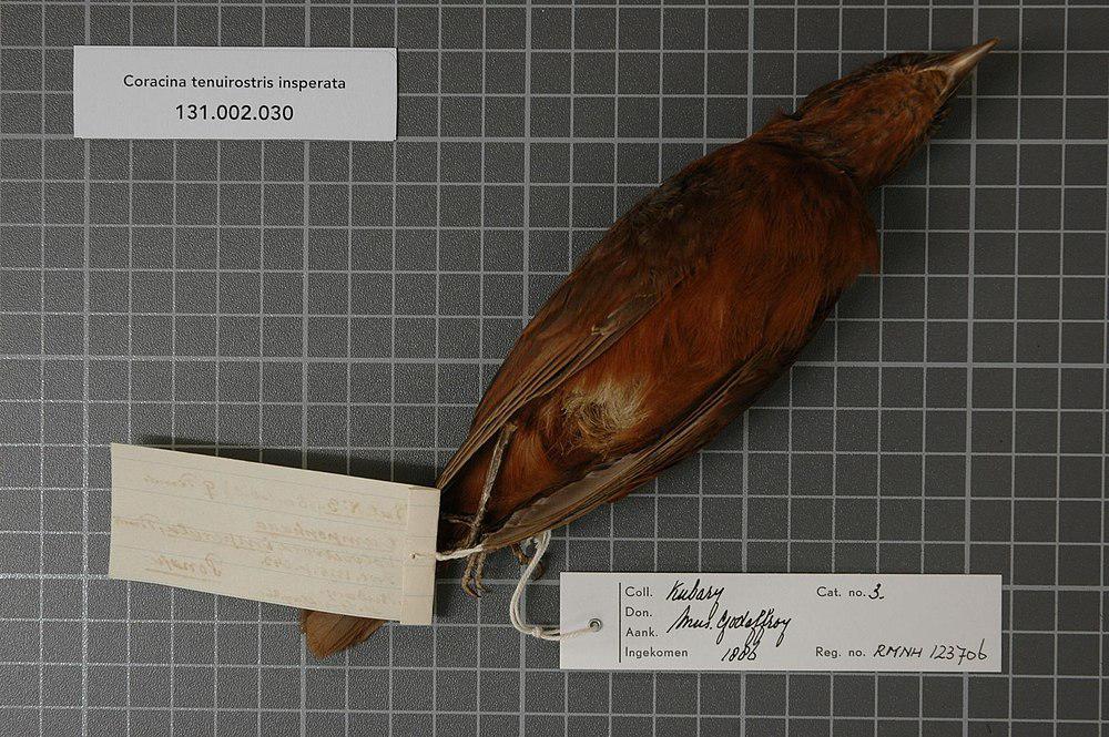 波纳佩鹃鵙 / Pohnpei Cicadabird / Edolisoma insperatum
