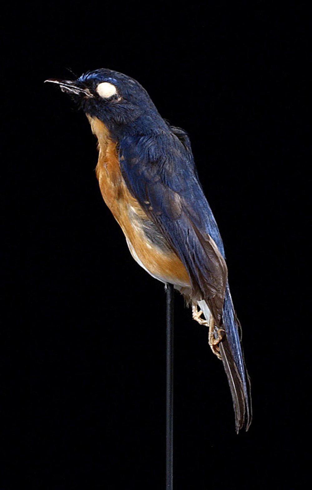 大嘴仙鹟 / Sunda Blue Flycatcher / Cyornis caerulatus