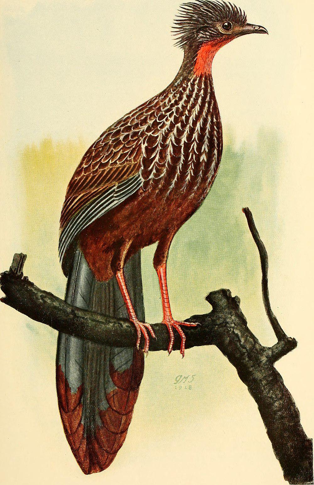 斑尾冠雉 / Band-tailed Guan / Penelope argyrotis
