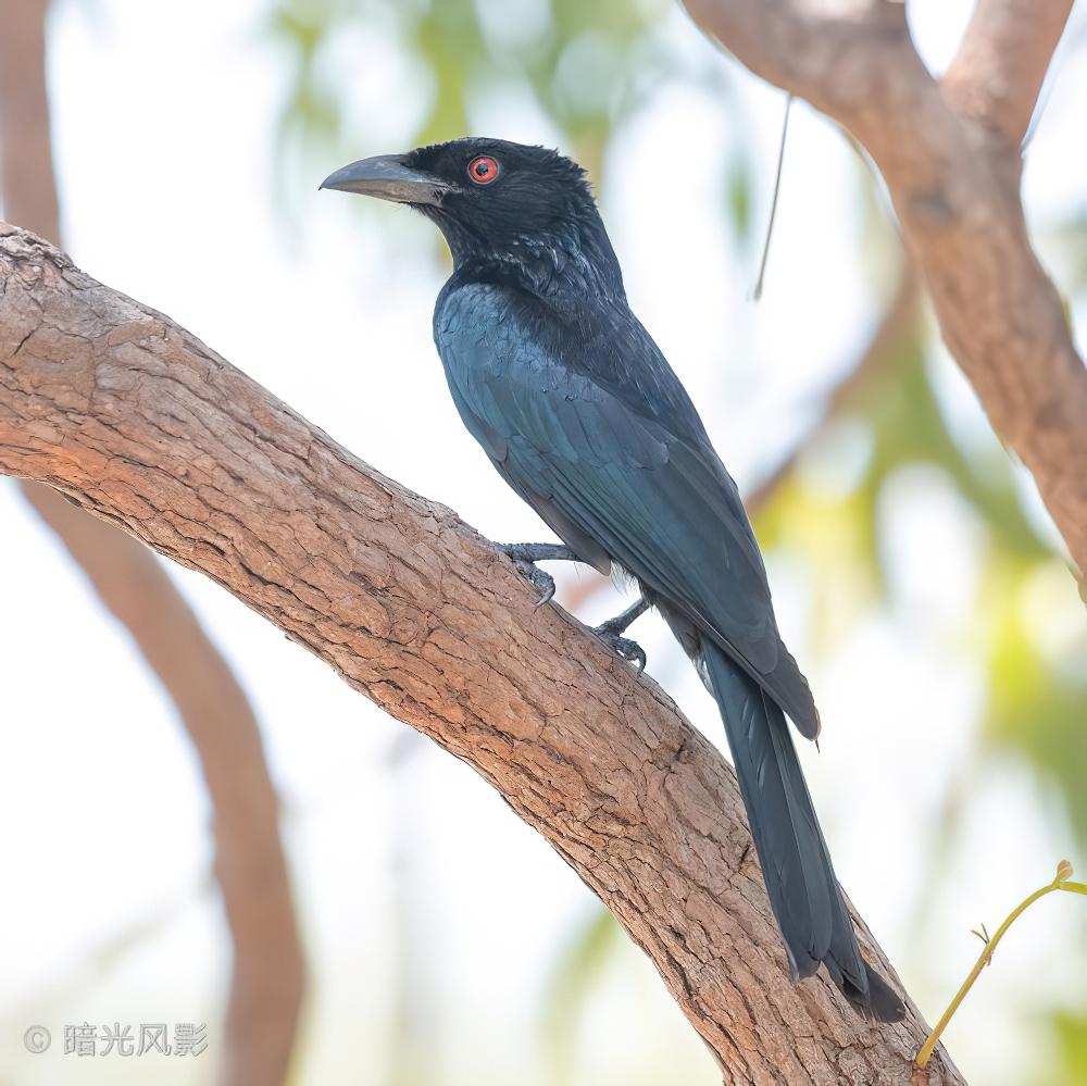 蓝点辉卷尾 / Spangled Drongo / Dicrurus bracteatus