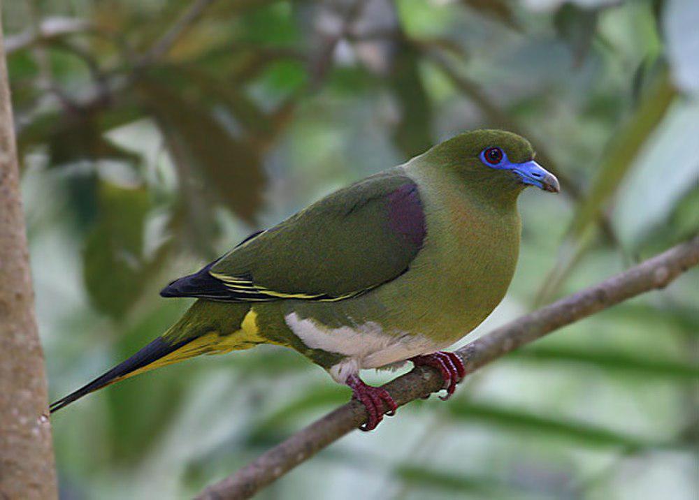 白腹针尾绿鸠 / Yellow-vented Green Pigeon / Treron seimundi