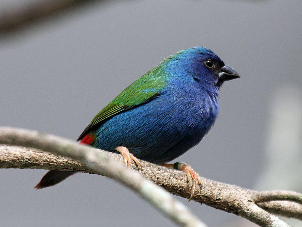 帝汉鹦雀 / Tricolored Parrotfinch / Erythrura tricolor