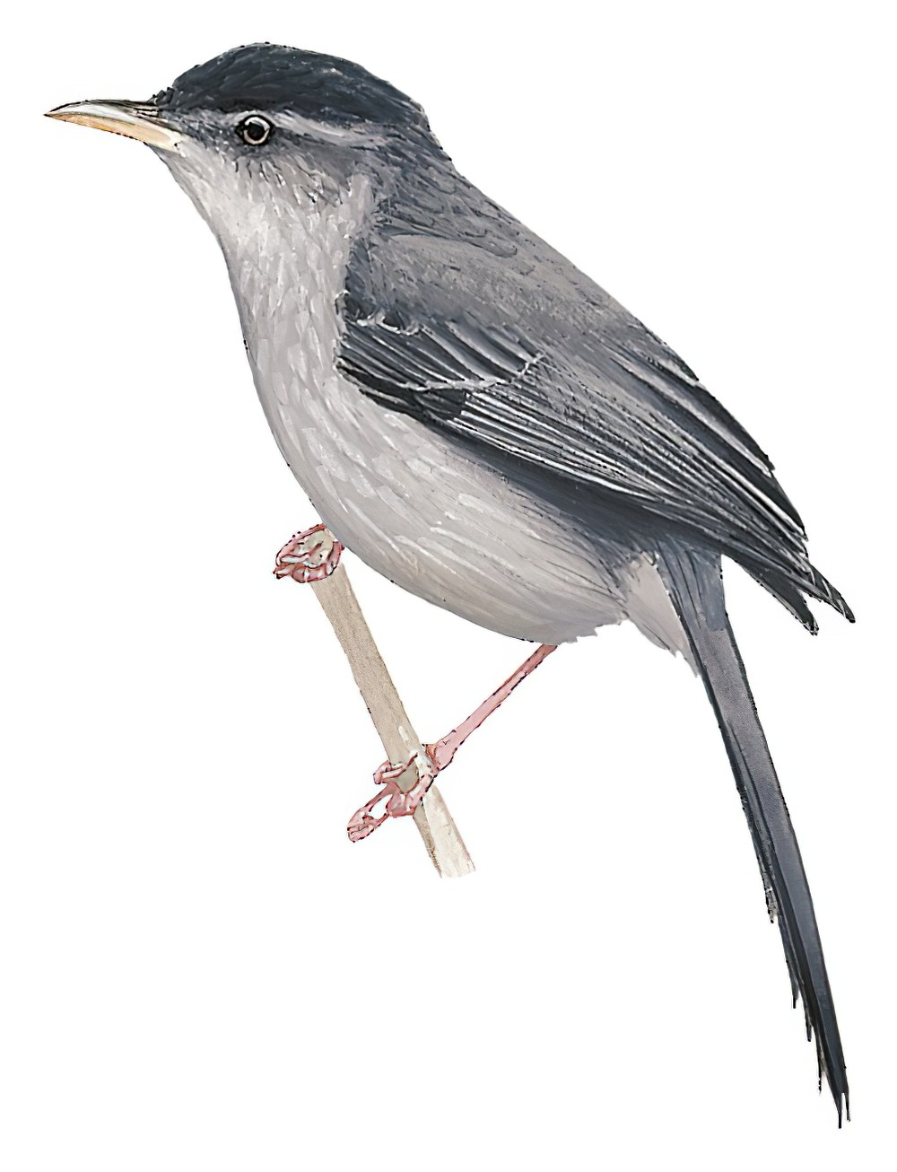 粉腿针尾雀 / Pink-legged Graveteiro / Acrobatornis fonsecai