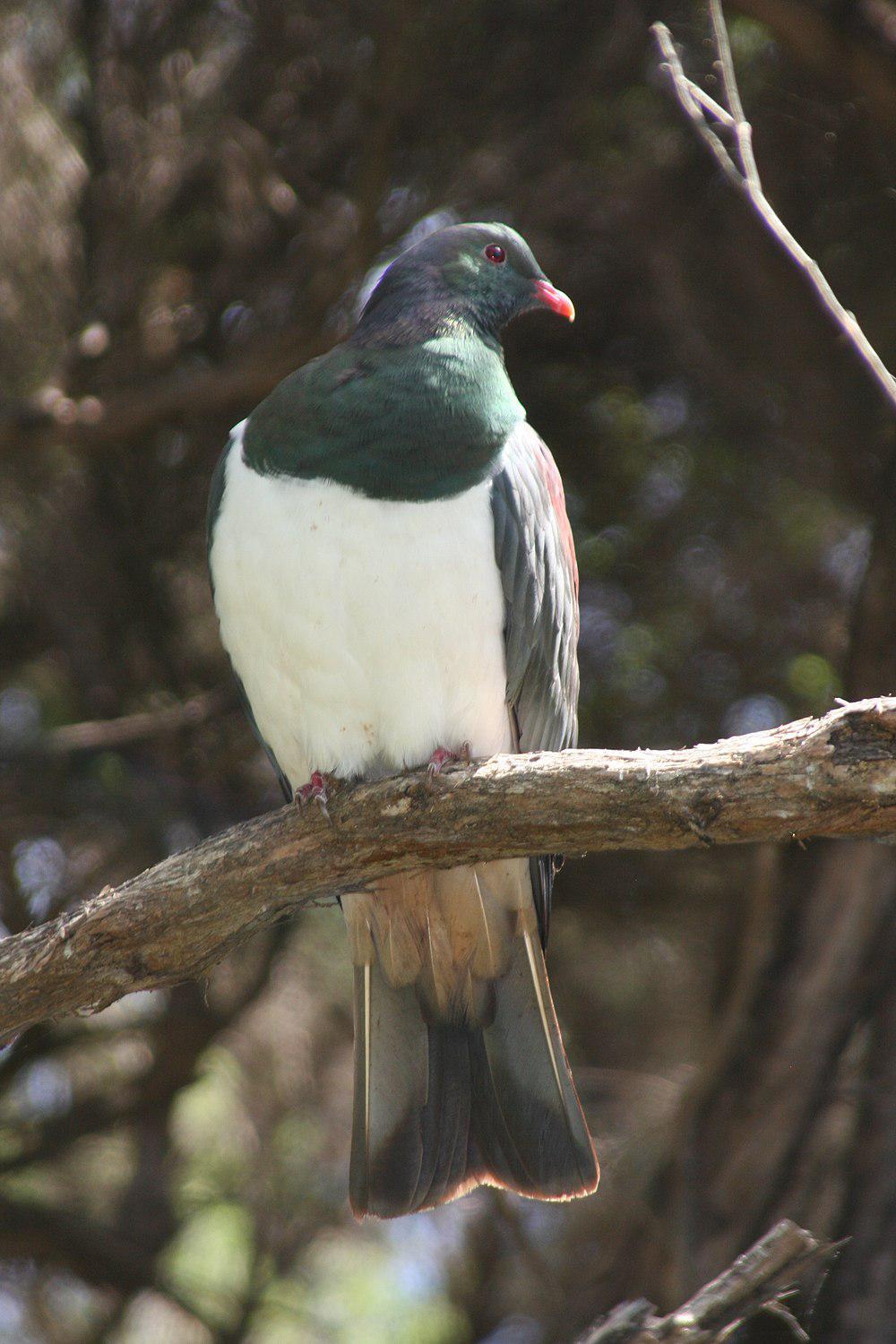 新西兰鸠 / New Zealand Pigeon / Hemiphaga novaeseelandiae