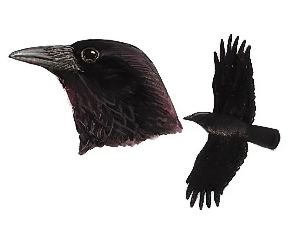 小嘴乌鸦 / Carrion Crow / Corvus corone