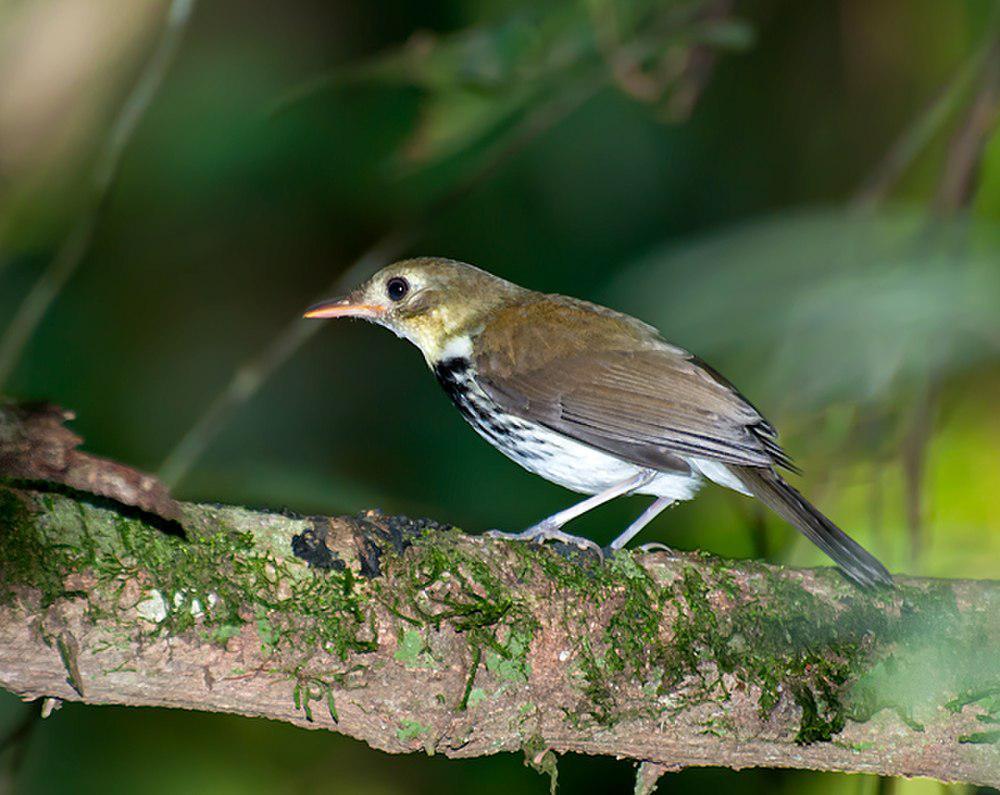 南美蚁鹨 / Southern Antpipit / Corythopis delalandi