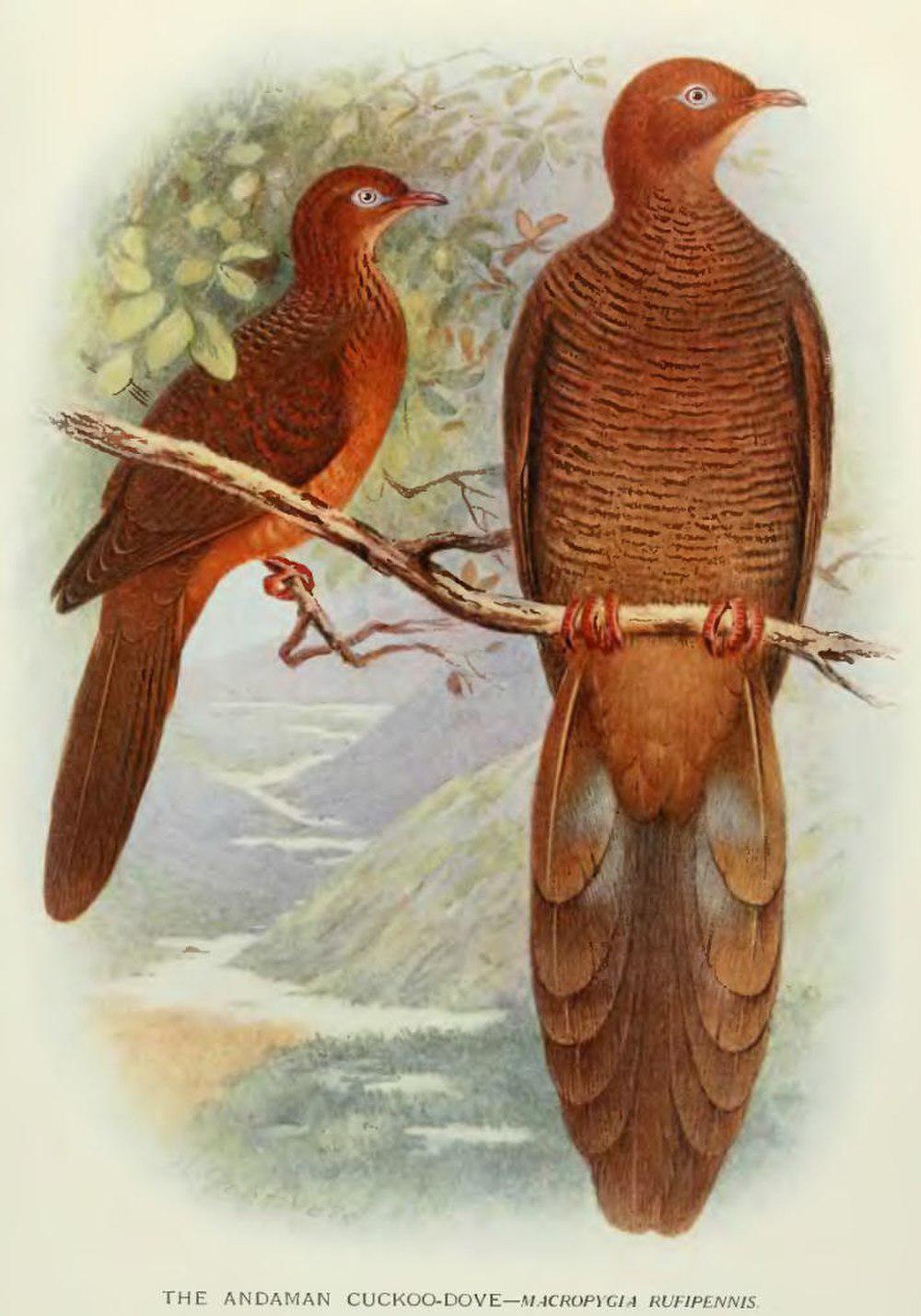 红翅鹃鸠 / Andaman Cuckoo-Dove / Macropygia rufipennis