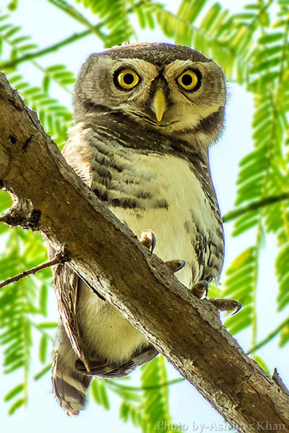 林斑小鸮 / Forest Owlet / Athene blewitti