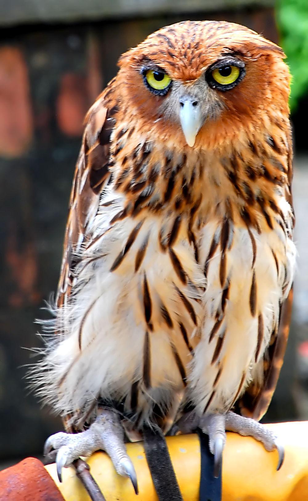 菲律宾雕鸮 / Philippine Eagle-Owl / Bubo philippensis