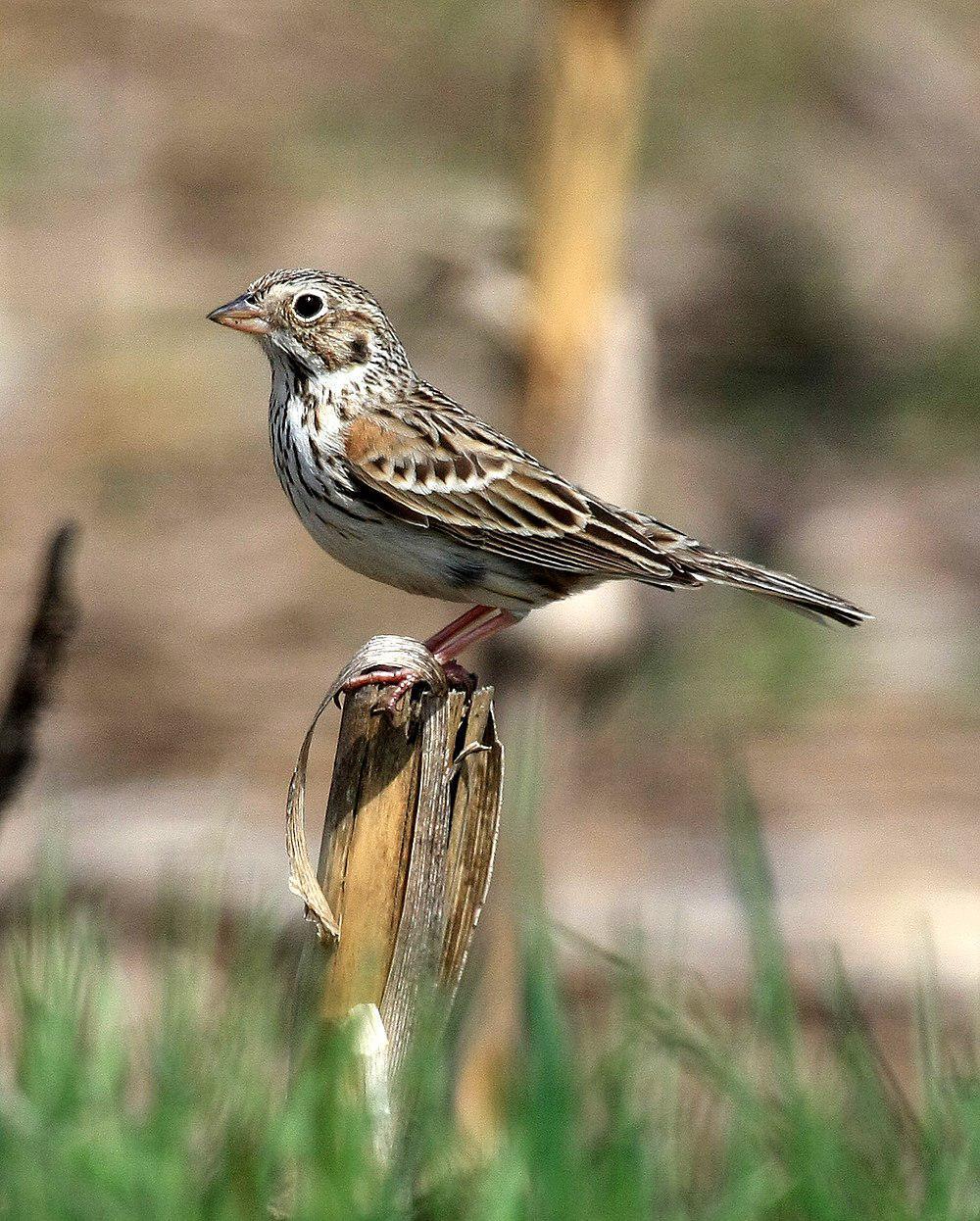 栗肩雀鹀 / Vesper Sparrow / Pooecetes gramineus