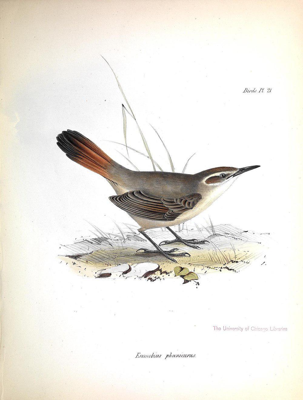斑尾爬地雀 / Band-tailed Earthcreeper / Ochetorhynchus phoenicurus