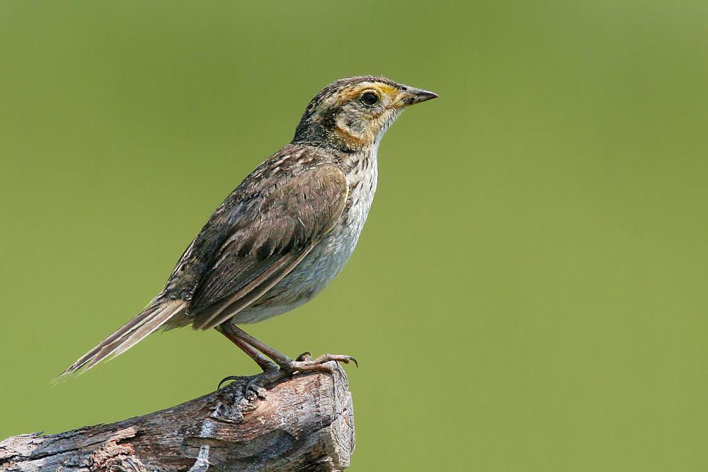 尖尾沙鹀 / Saltmarsh Sparrow / Ammospiza caudacuta