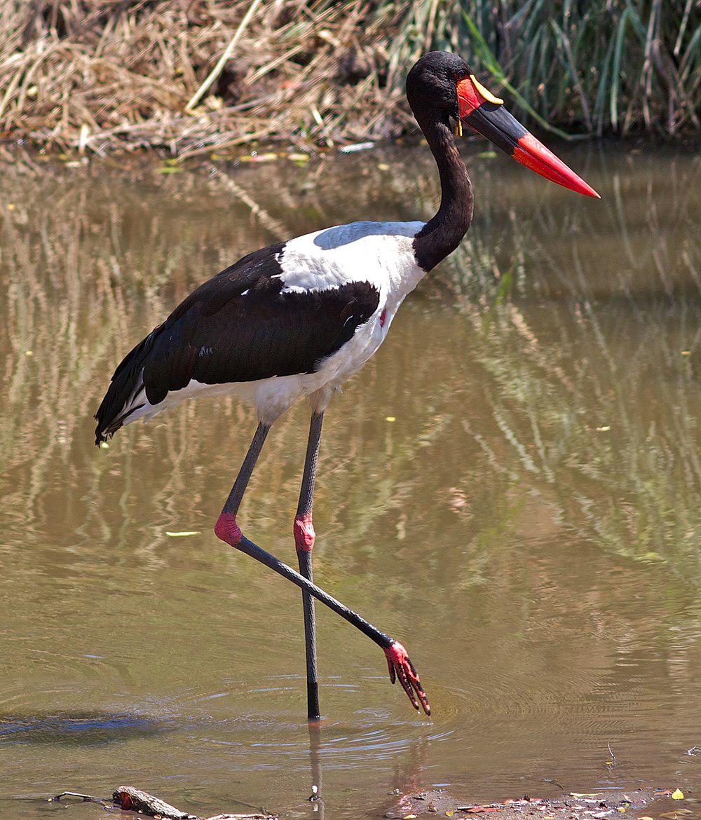 鞍嘴鹳 / Saddle-billed Stork / Ephippiorhynchus senegalensis