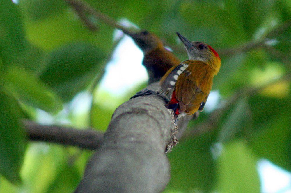 红腰啄木鸟 / Red-rumped Woodpecker / Veniliornis kirkii