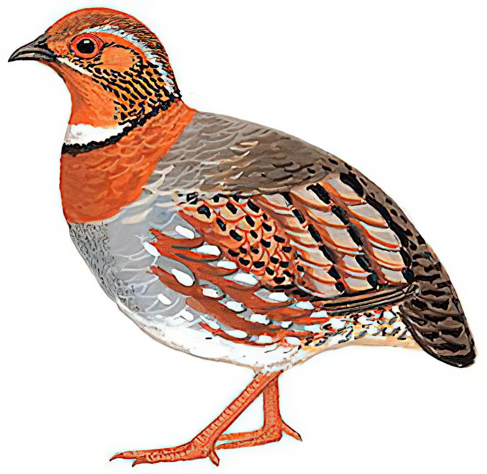 红胸山鹧鸪 / Chestnut-breasted Partridge / Arborophila mandellii