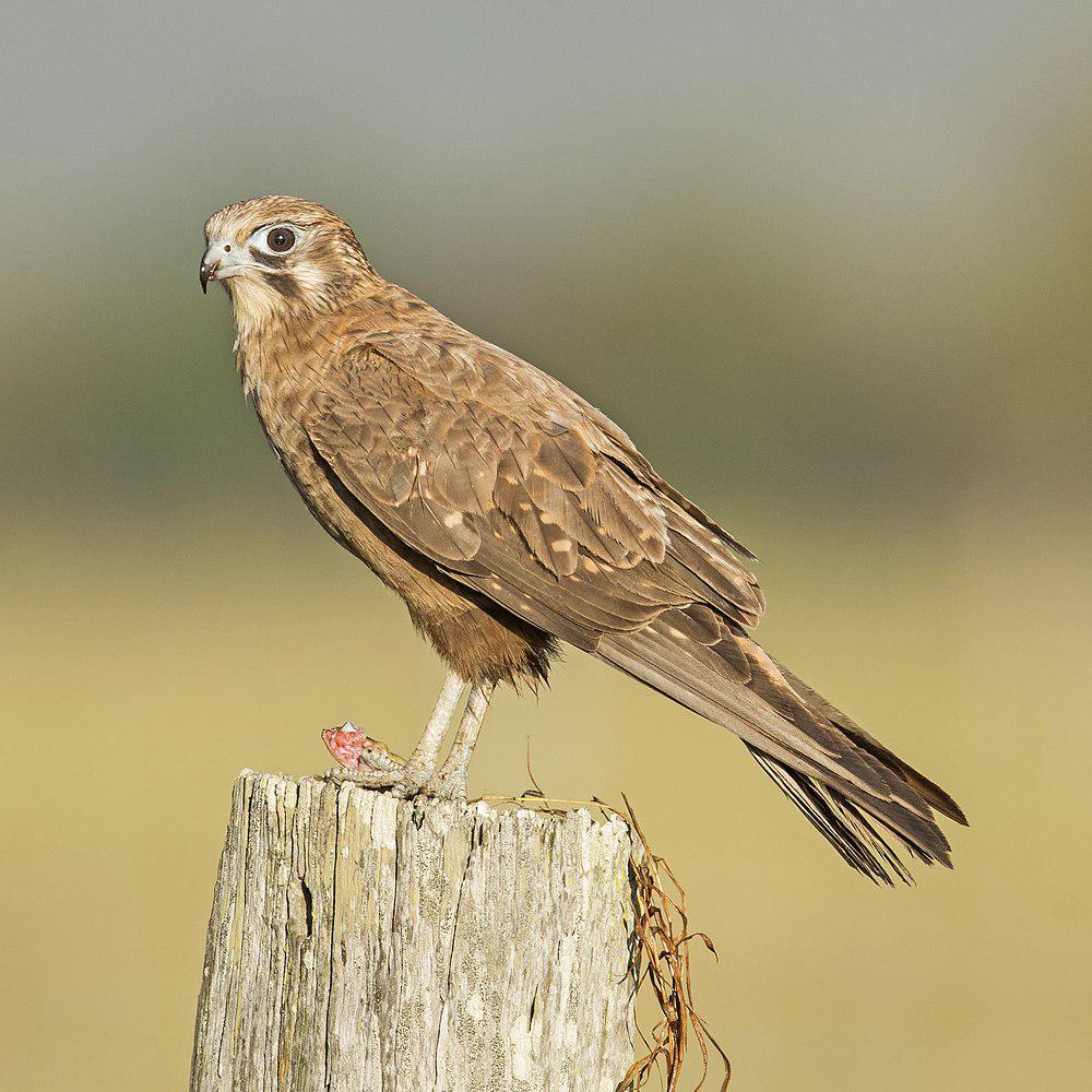 褐隼 / Brown Falcon / Falco berigora