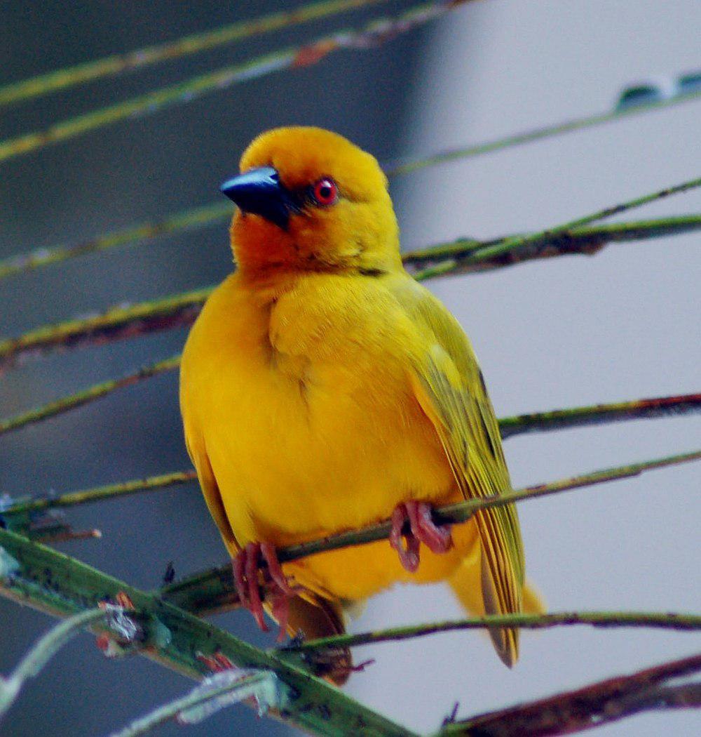 东非织巢鸟 / Eastern Golden Weaver / Ploceus subaureus