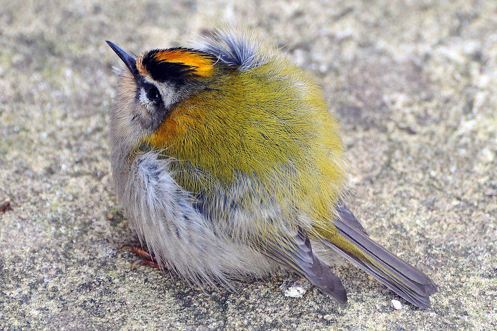 火冠戴菊 / Common Firecrest / Regulus ignicapilla