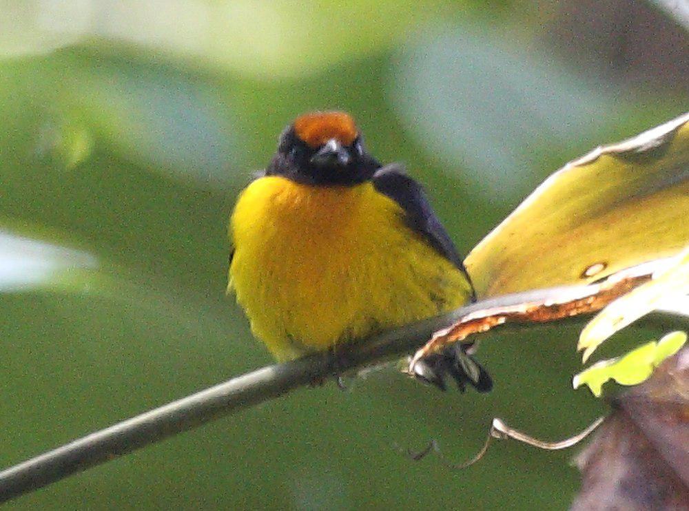 黄顶歌雀 / Tawny-capped Euphonia / Euphonia anneae