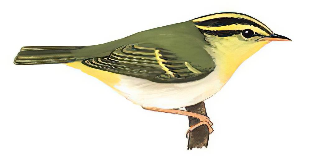 黄胸柳莺 / Yellow-vented Warbler / Phylloscopus cantator