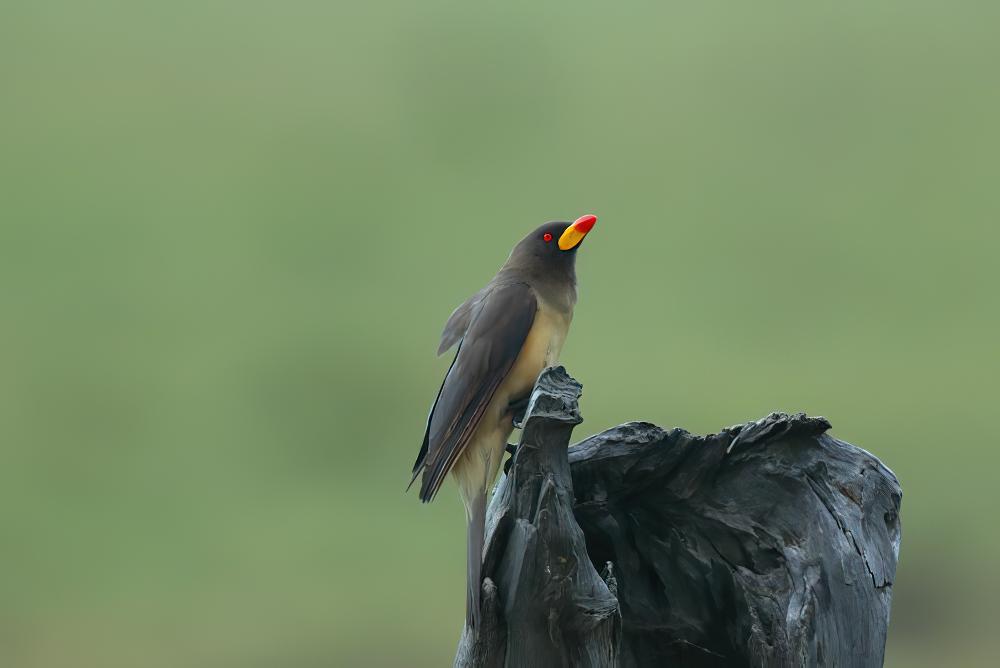 黄嘴牛椋鸟 / Yellow-billed Oxpecker / Buphagus africanus