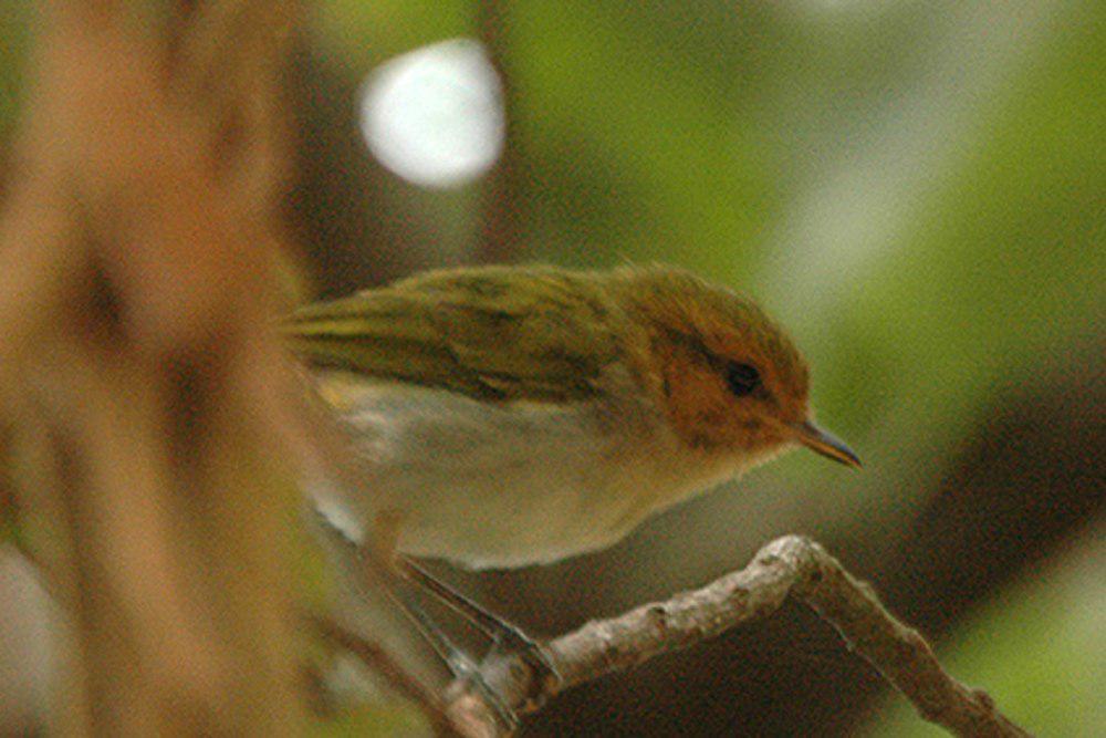 红脸柳莺 / Red-faced Woodland Warbler / Phylloscopus laetus
