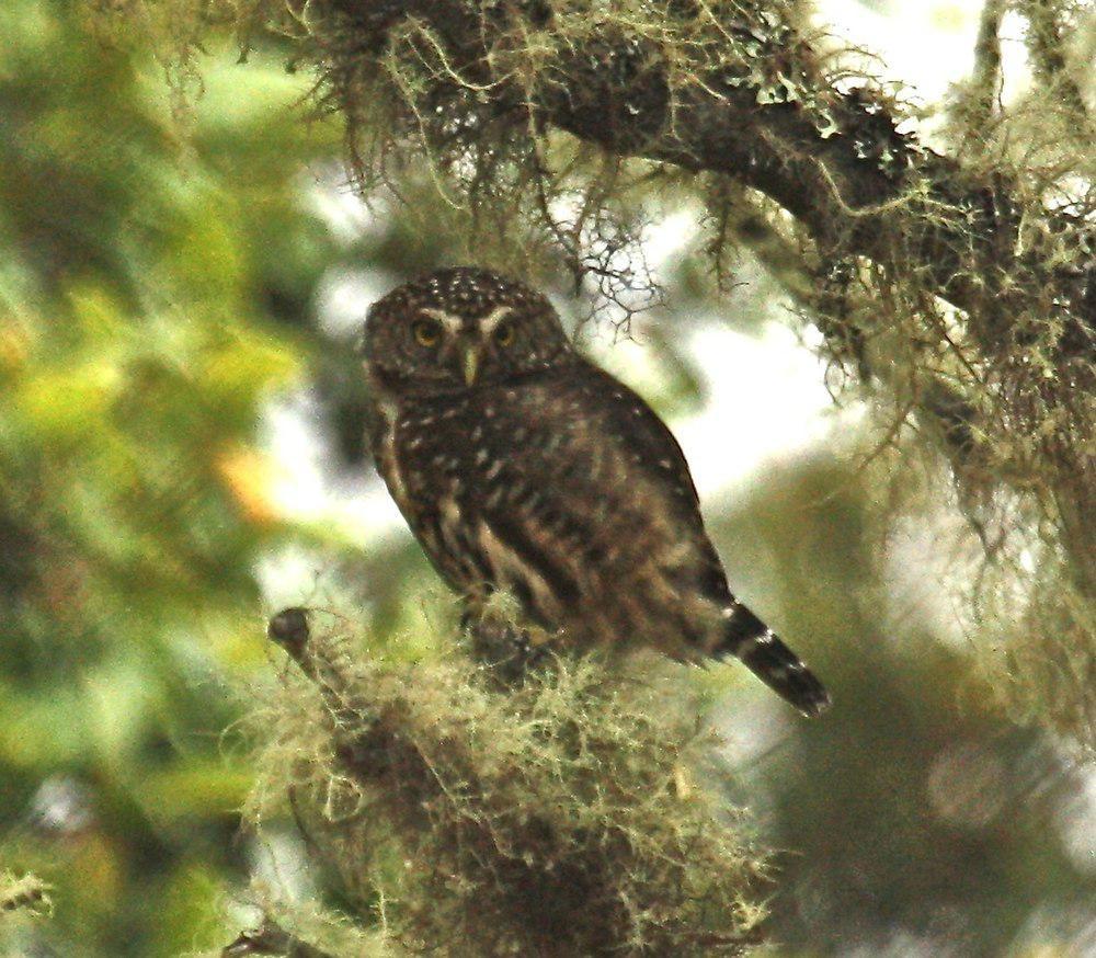 玻利维亚鸺鹠 / Yungas Pygmy Owl / Glaucidium bolivianum