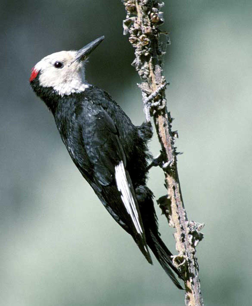 白头啄木鸟 / White-headed Woodpecker / Leuconotopicus albolarvatus
