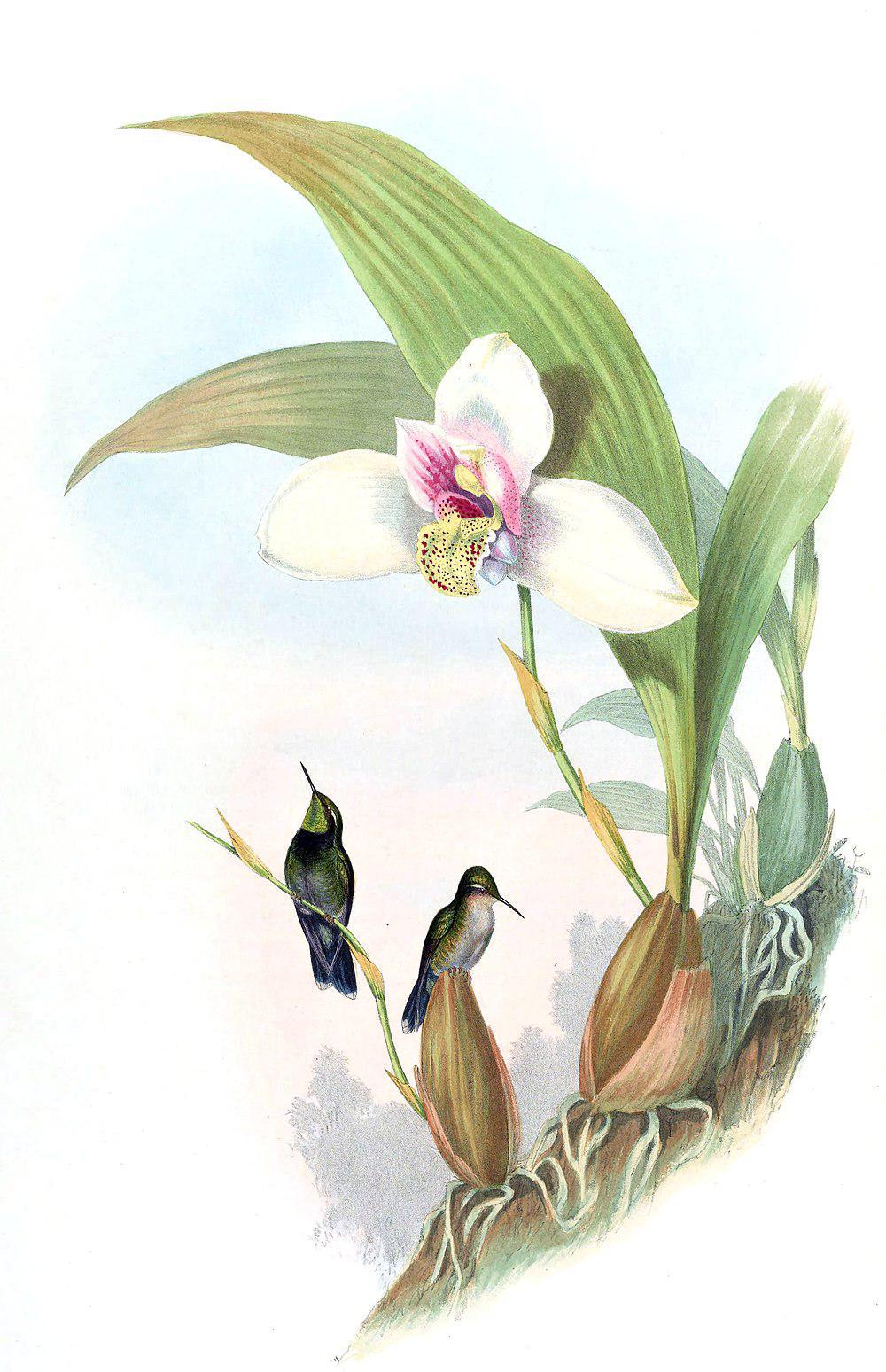 翠颏蜂鸟 / Emerald-chinned Hummingbird / Abeillia abeillei