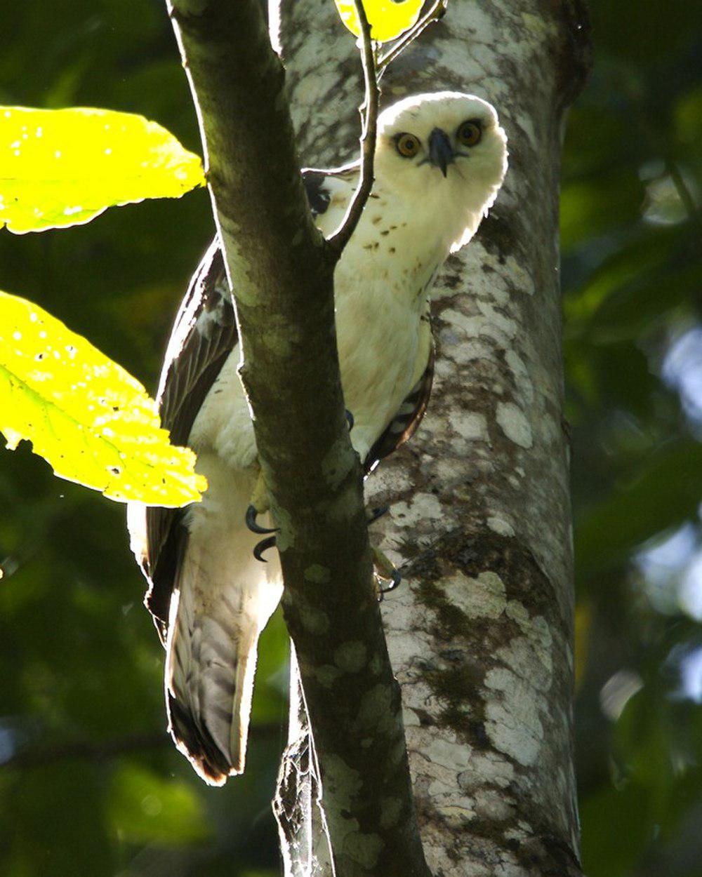 苏拉鹰雕 / Sulawesi Hawk-Eagle / Nisaetus lanceolatus