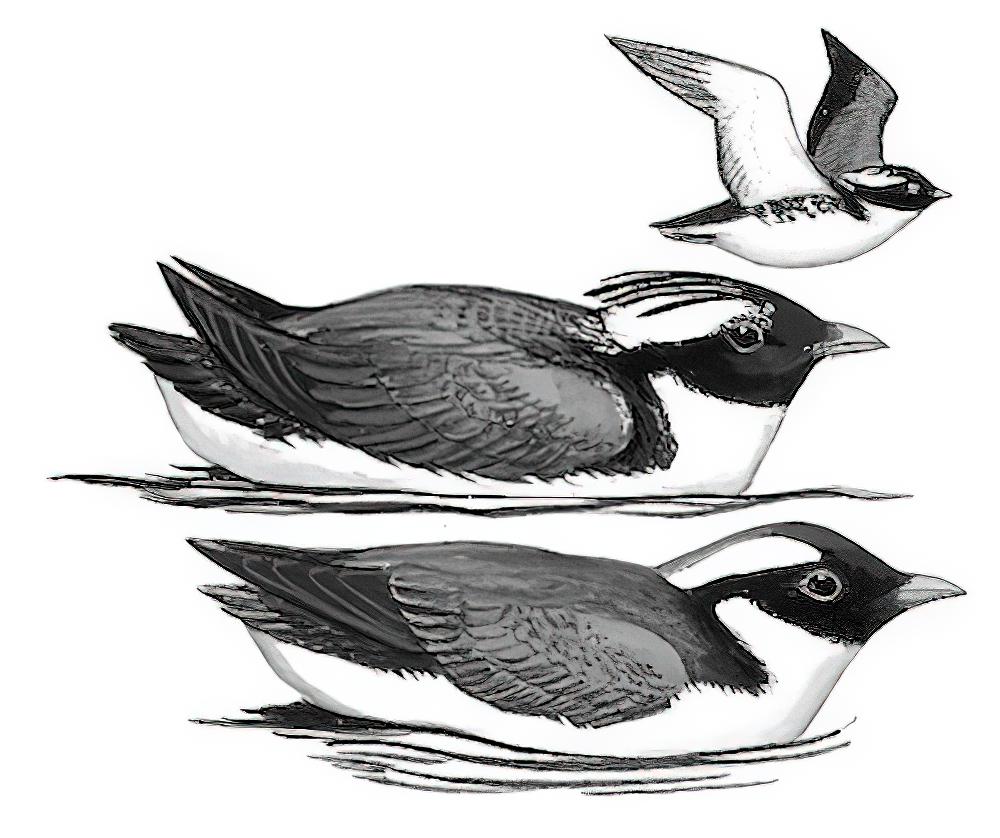 冠海雀 / Japanese Murrelet / Synthliboramphus wumizusume