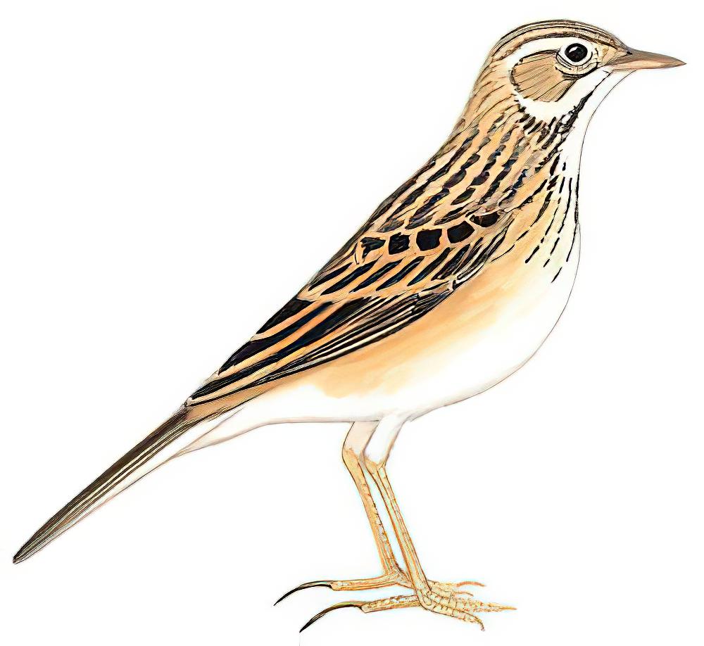 理氏鹨 / Richard\'s Pipit / Anthus richardi