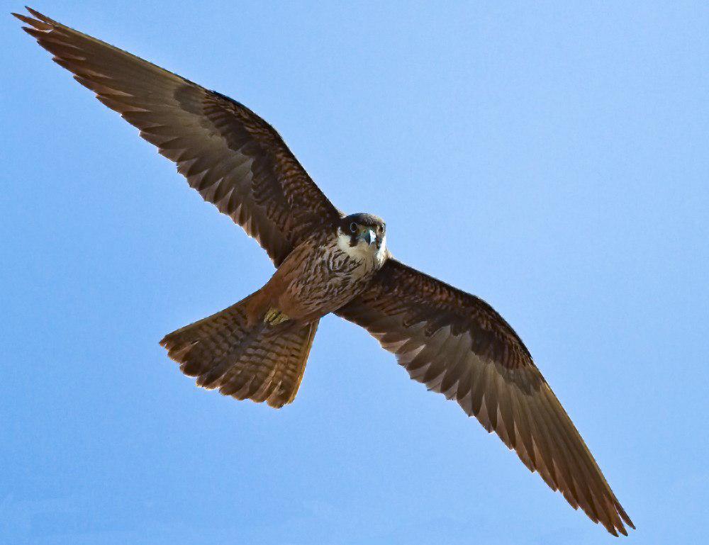 艾氏隼 / Eleonora\'s Falcon / Falco eleonorae
