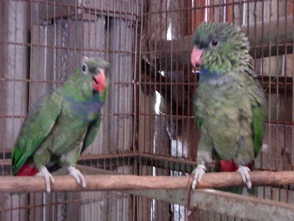 红嘴鹦哥 / Red-billed Parrot / Pionus sordidus