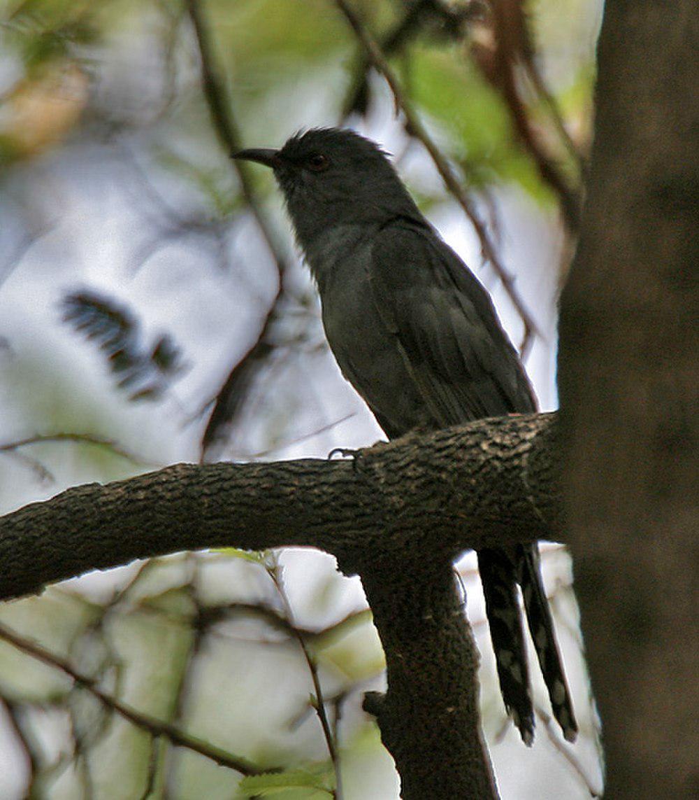 灰腹杜鹃 / Grey-bellied Cuckoo / Cacomantis passerinus