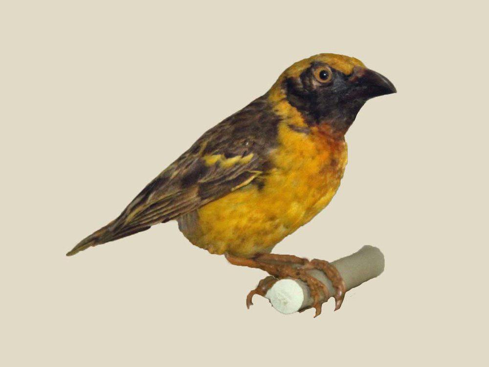 乌干达织雀 / Fox\'s Weaver / Ploceus spekeoides