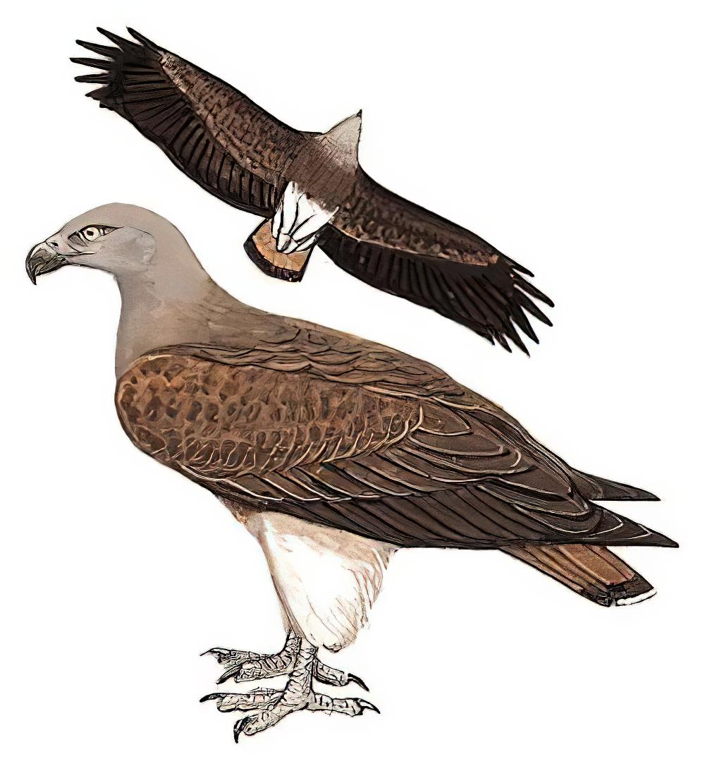 渔雕 / Lesser Fish Eagle / Haliaeetus humilis