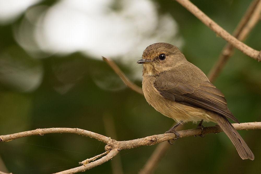 暗鹟 / African Dusky Flycatcher / Muscicapa adusta